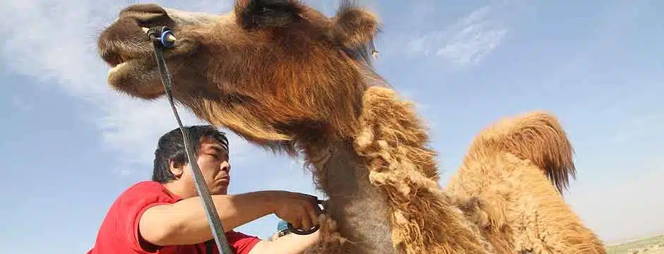 Shiro Masuyama 1.jpg