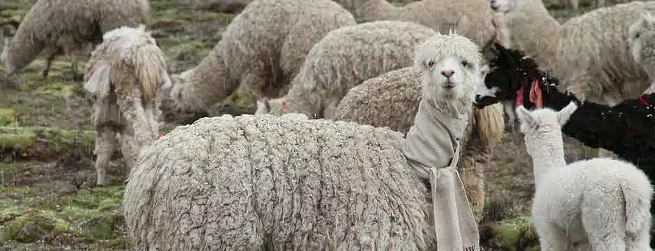 Shiro Masuyama 2.jpg