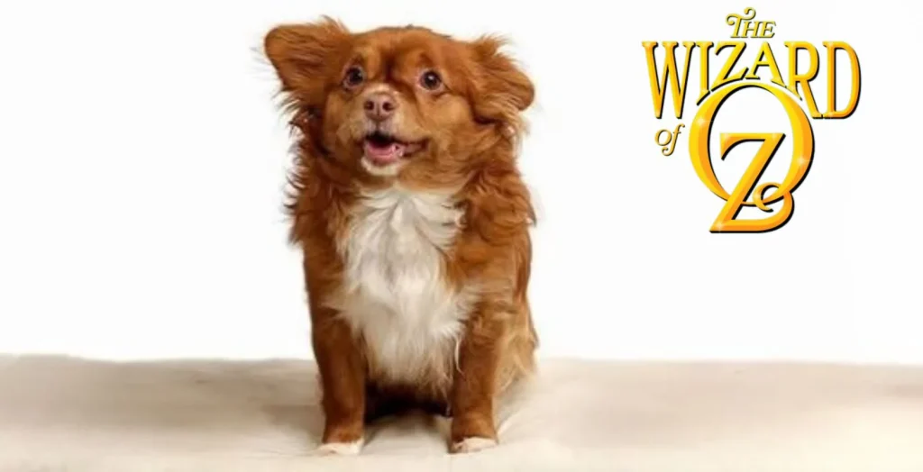 Lola Kelly as Toto  1