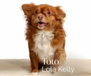 Lola-the-Dog-as-Toto